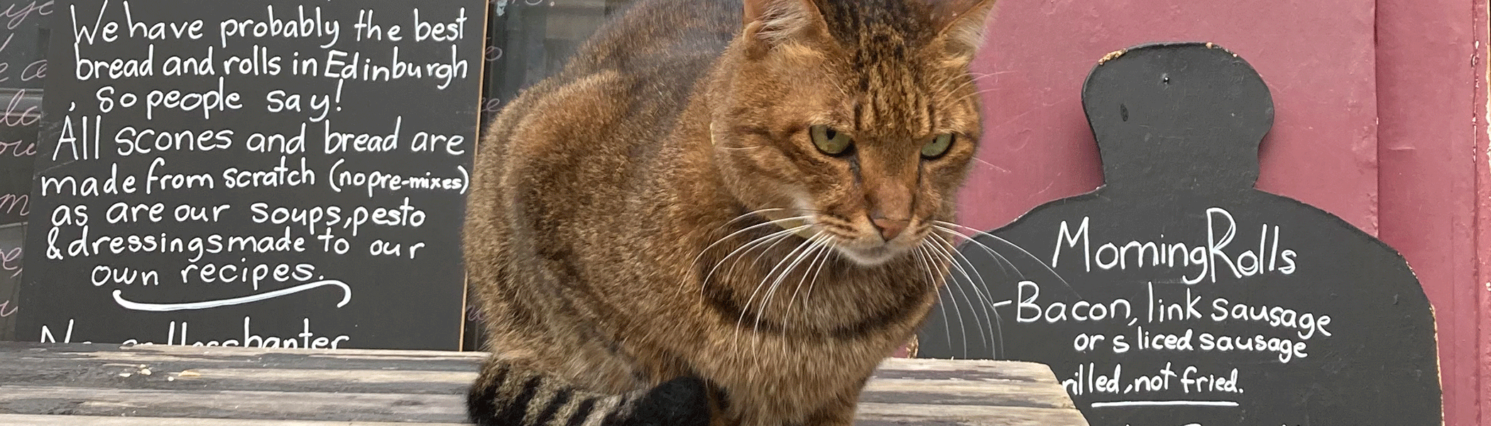 Hugo the Edinburgh West End Cat