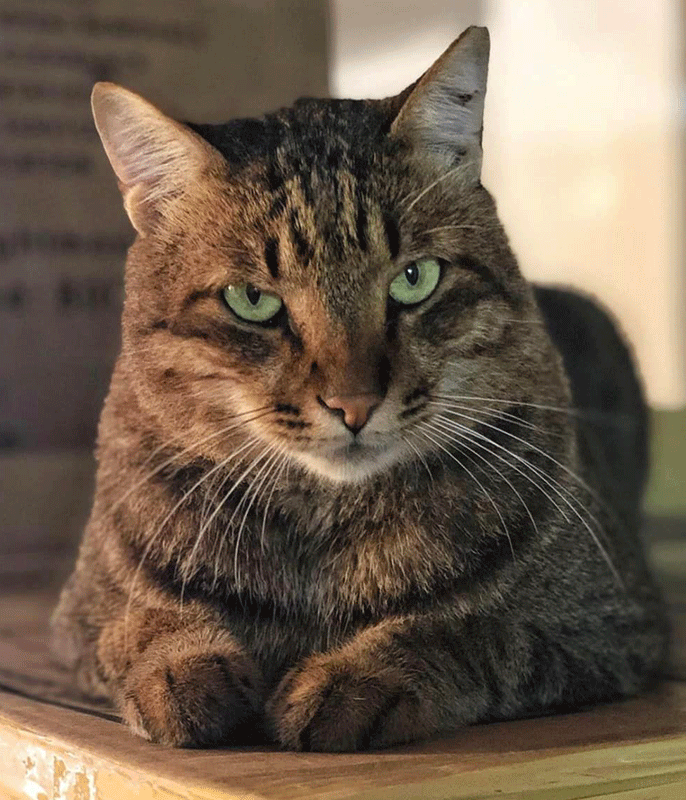Hugo the Cat, famous in Edinburgh's West End